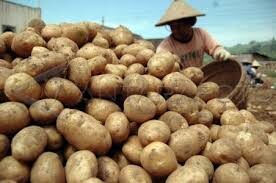 Produsen Kentang Dieng